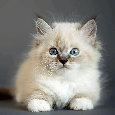 Siberian cat for sale