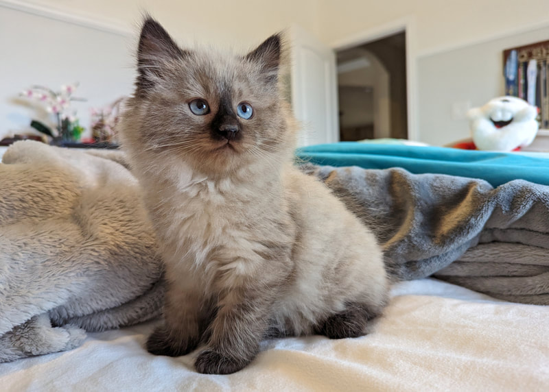 Siberian kitten for sale in Austin