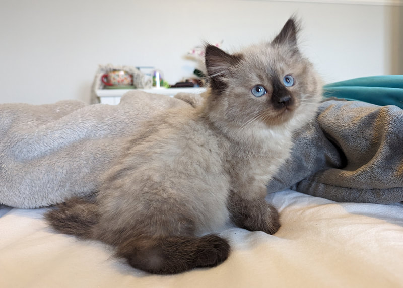 Siberian kitten for sale in Houston