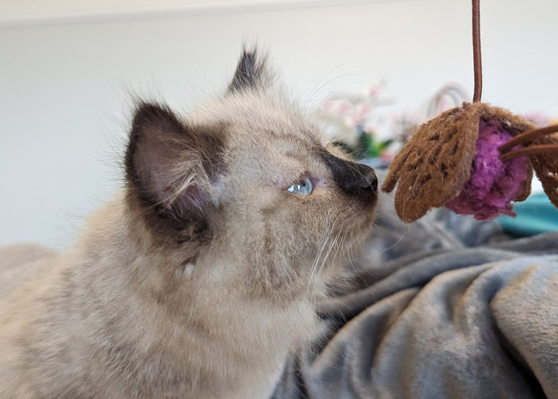 Siberian kitten for sale in Dallas