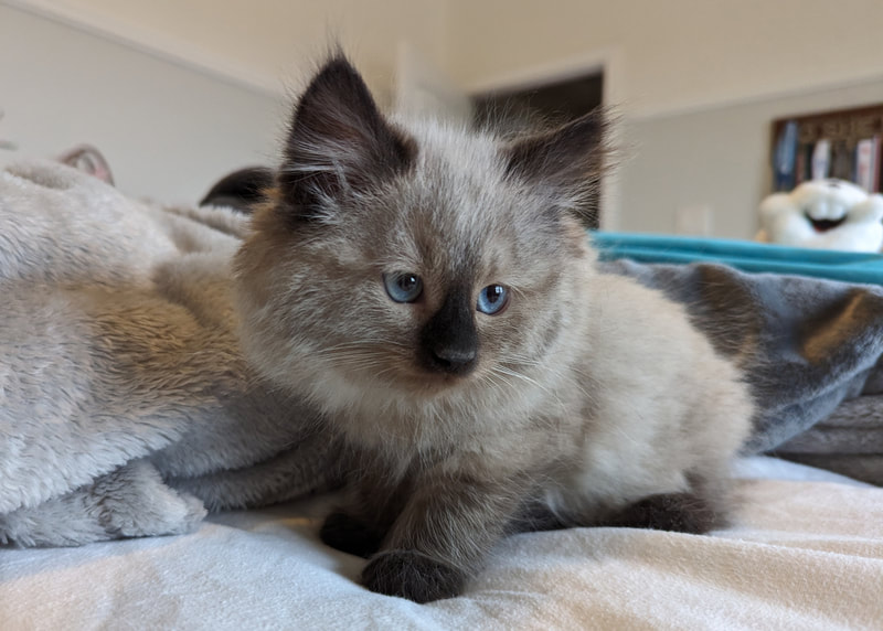 Siberian kitten for sale in Texas